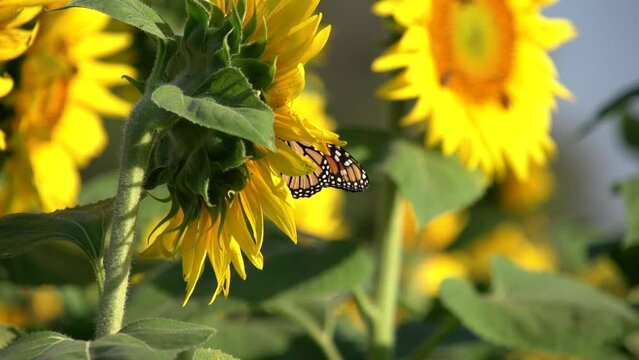a monarch is jumped by a soldier beetle