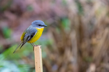 Eastern yellow robin (Eopsaltria australis) perched on a post in the forest