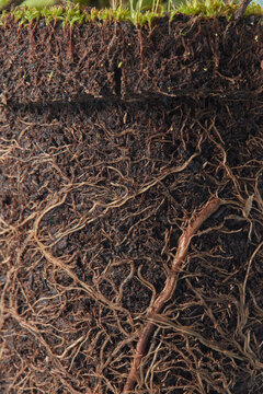 Roots and sprouts in soil of houseplant pot.