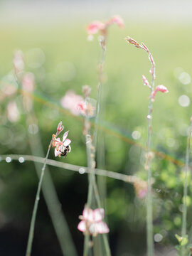 Bumble Bee on Pink Guara flowers