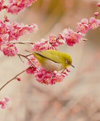 美しい梅の花とメジロ