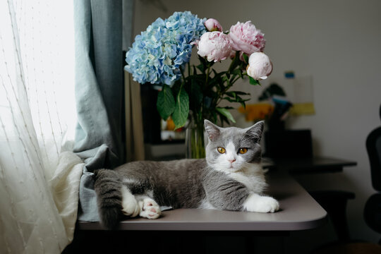 The cat on the windowsill