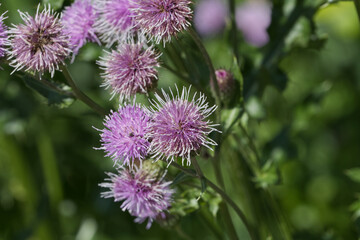 Close up of Blooming Thistles