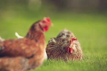 Young hen in the chicken farm. Concept organics farm, organic living. Agriculture. Chicken egg. Healthy farm healthy food.