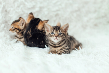 Three little bengal kittens on the white fury blanket