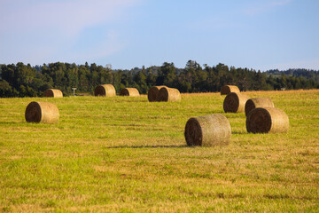 Golden piles of hay with green grass, Gaspésie, Québec