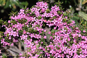 Obraz premium Sydney Boronia plant in flower