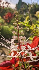 red berries on a tree