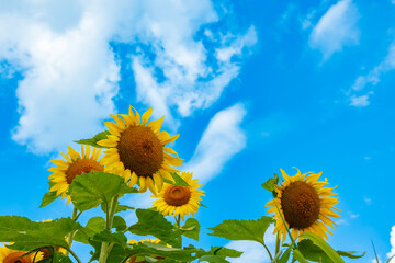 満開のひまわり畑【真夏のイメージ】