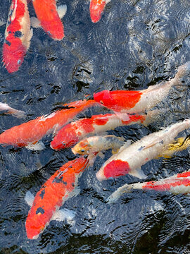 Bright school of fish. Red and golden carp.