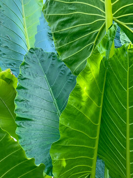 Green big leaf pattern 