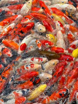 Bright school of fish. Red and golden carp.