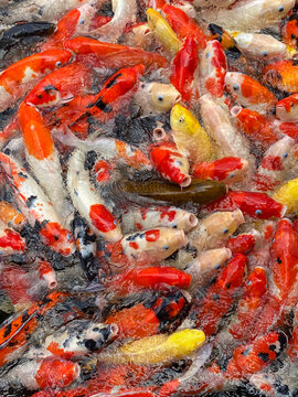 Bright school of fish. Red and golden carp.