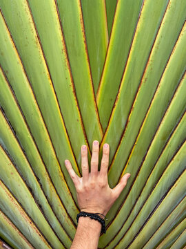A white man's hand touches a tropical palm 