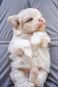 cute baby dog