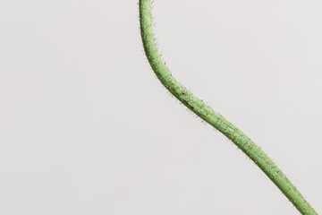 Close up of hairy poppy stem