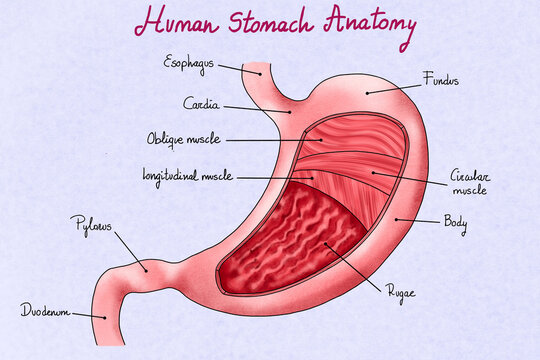 Human stomach illustration