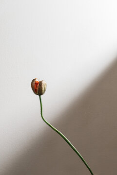 Close up of poppy bud
