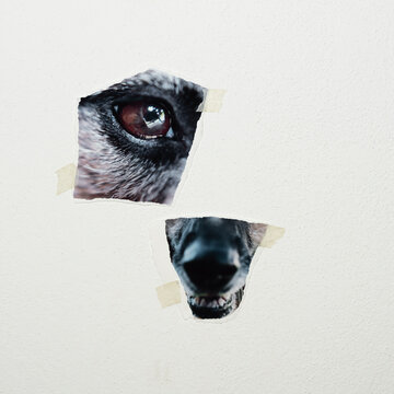 Conceptual dog portrait