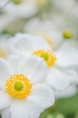 Fototapeta na wymiar The Japanese anemone lights up a garden with its bright white petals and yellow centers.