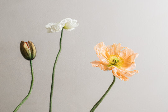 Still life of poppies on a neutral background