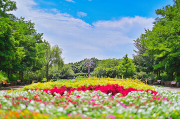 真夏の空と花壇