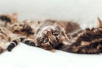 Little bengal kitten on the white fury blanket