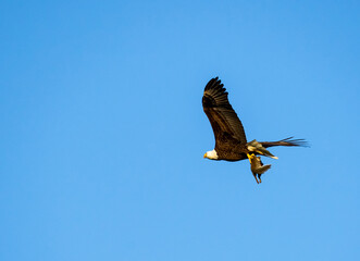 Bald Eagle flying with prey to nesting site at an animal sanctuary in Rome Georgia.