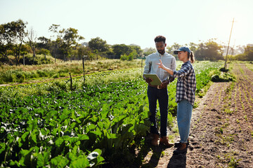 Farmers using a digital tablet while talking in an organic vegetable garden. Farm workers in a...