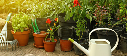 Pots with different plants and gardening tools in greenhouse