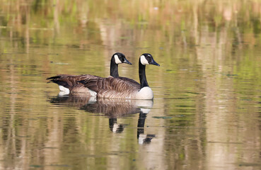 Obraz premium Canadian Geese mated pair swimming at Garden Lake in Rome Georgia.