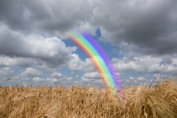 View of wheat field with rainbow in sky
