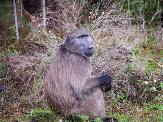 One baboon in wild