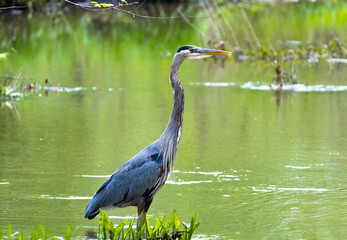 Great Blue Heron fishing in a pond at Garden Lake in Rome Georgia.