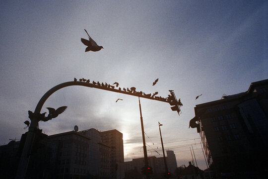 Pigeons fly against the backdrop of the city