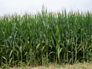 green corn field