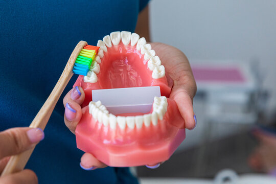 Brushing teeth properly in a dental model
