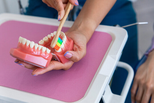 Female dentist showing how to brush teeth properly