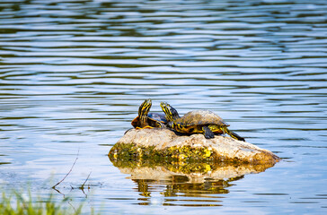 Pond Turtles basking in the sun at Garden Lake in Rome Georgia.