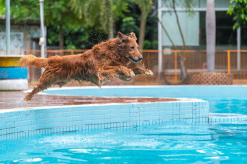 Golden Retriever jumping off the pool