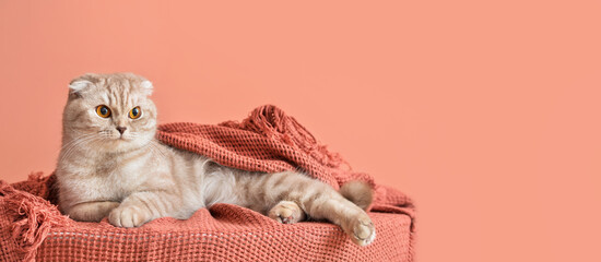 Cute cat with warm plaid on color background. Concept of heating season