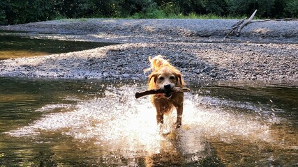 Golden retriever dog running in the water.