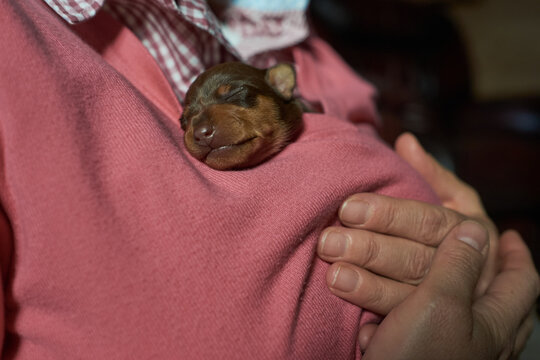 Tiny Miniature Pinscher puppy keeping warm inside sweater