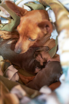 Tiny puppy suckling on mothers teet