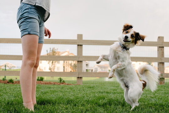 Dog Jumping With Owner