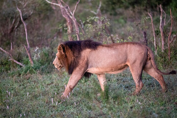 Specimen of African lion walking in the African savannah of South Africa at dawn, is the great...