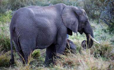 Species of African elephant in the African savannah of South Africa, this herbivorous animal is the largest in the world, one of the five big ones in Africa and a star of safaris.