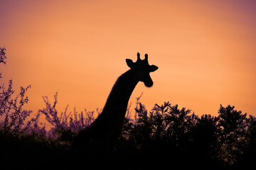 Silhouette of African giraffe specimen in the African savannah of South Africa under an orange sky at sunset, which with its long neck creates a beautiful silhouette with the landscape.
