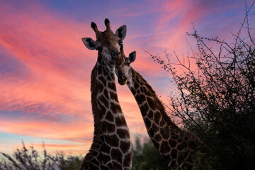 Pair of African giraffes in the African savannah of South Africa under a beautiful sunset sky, this herbivorous animal is a star on safari and attracts millions of tourists and visitors. © Domingo Sáez
