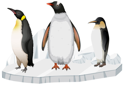 Penguins standing on ice sheet